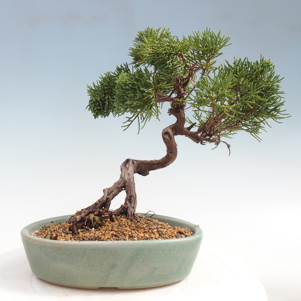 Bonsai da esterno - Juniperus chinensis Kishu