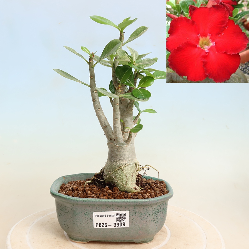 Bonsai da interno - Adenium obesum Red Star - Rosa del deserto