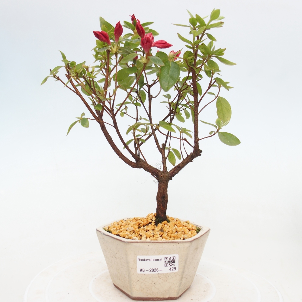 Bonsai da esterno - Azalea giapponese - Azalea sp.