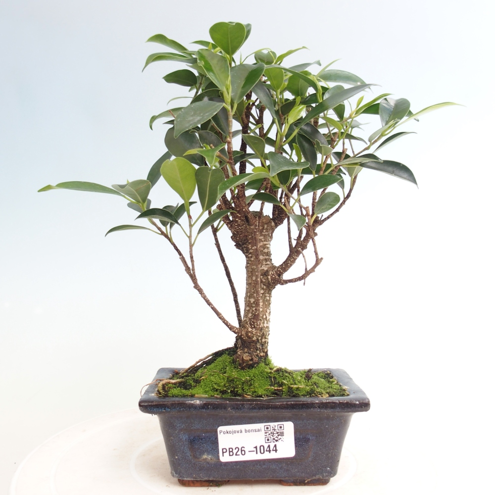 Camera bonsai Ficus retusa kimmen