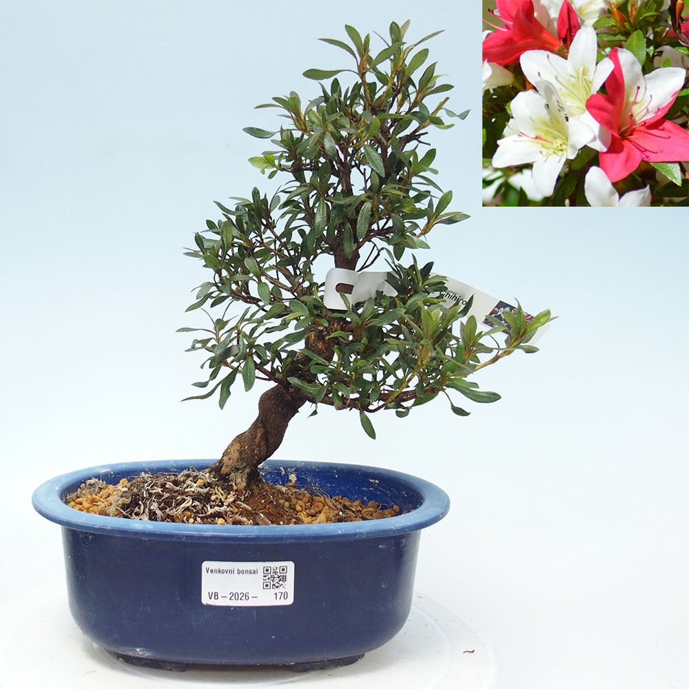 Bonsai da esterno - Azalea giapponese - Azalea CHIHIRO