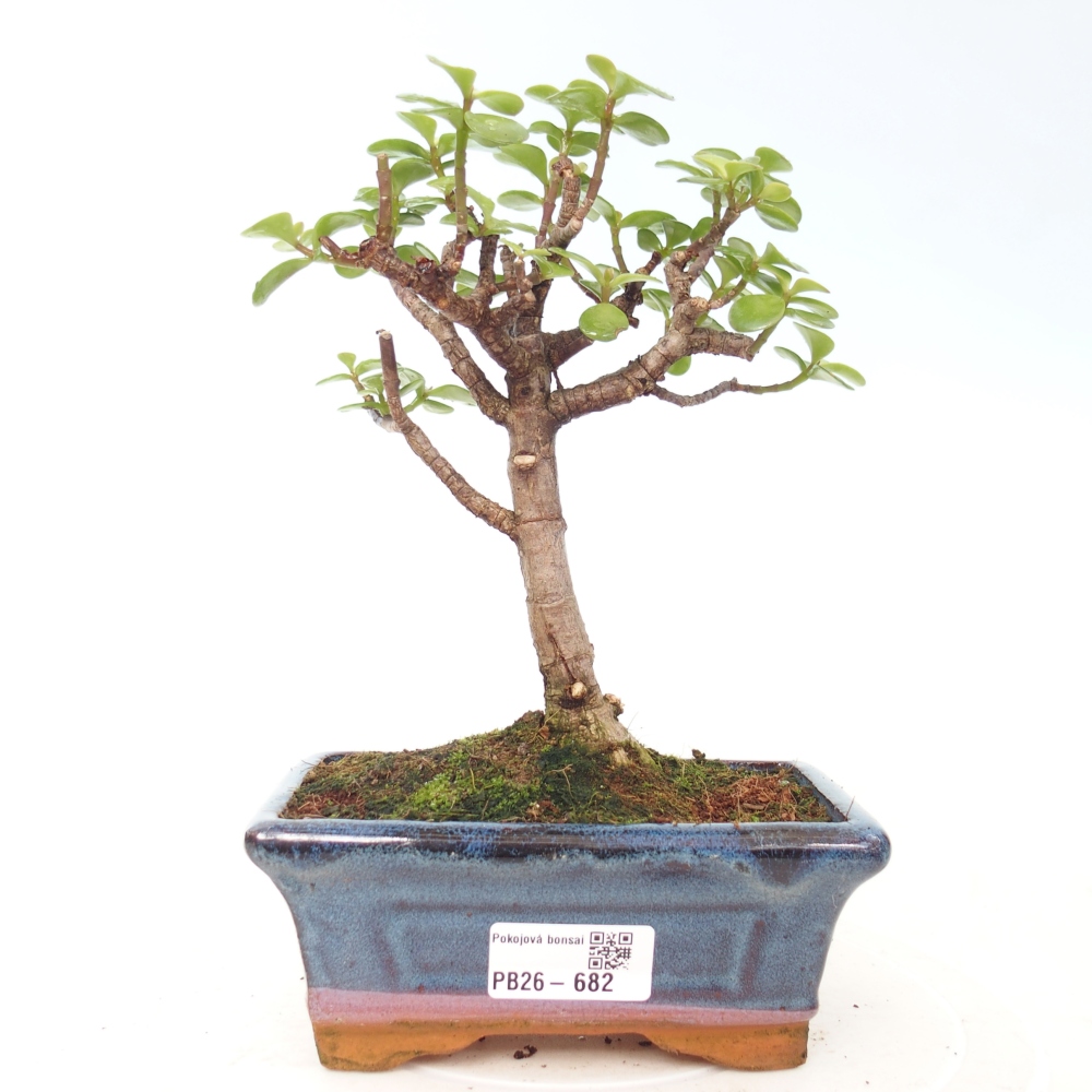 Camera bonsai - Portulakaria Afra - Tlustice