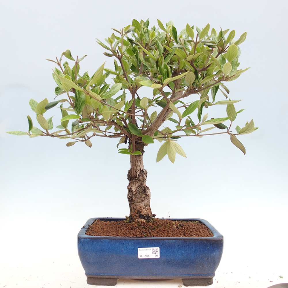 Bonsai da esterno - Kalina Bodnanská - Viburum carlesii hemsi