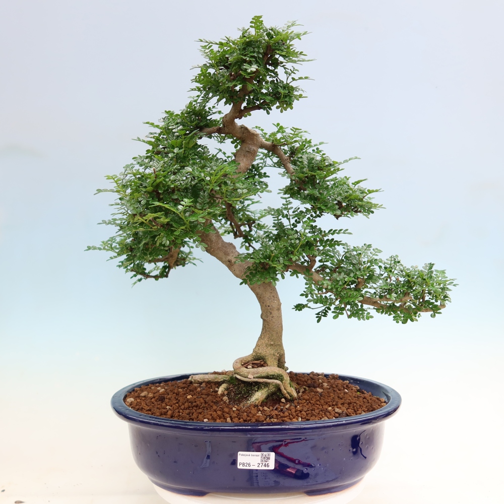 Camera bonsai - Zantoxylum piperitum - albero del pepe