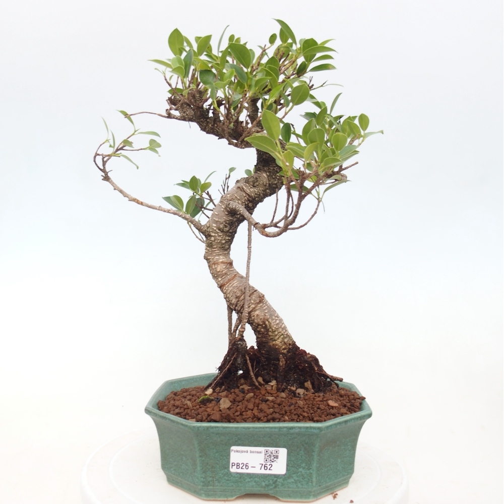 Camera bonsai - Ficus retusa - ficus a foglie piccole