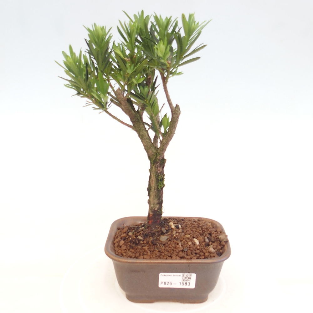 Camera bonsai - Podocarpus - Tasso delle pietre