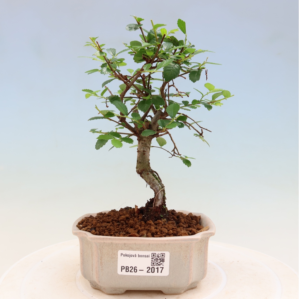 Camera bonsai - Ulmus parvifolia - Olmo a foglie piccole