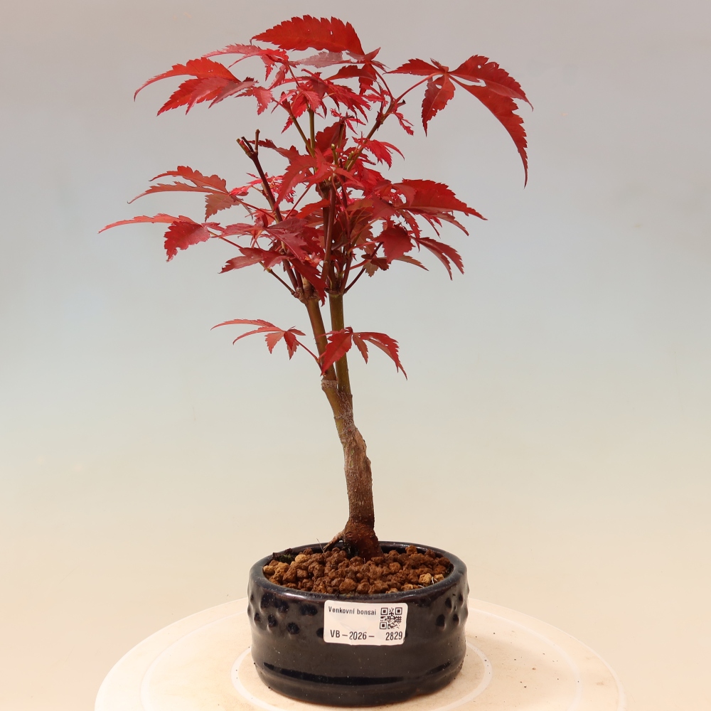 Bonsai da esterno - Palma Acer. Atropurpureum-Javor palmate