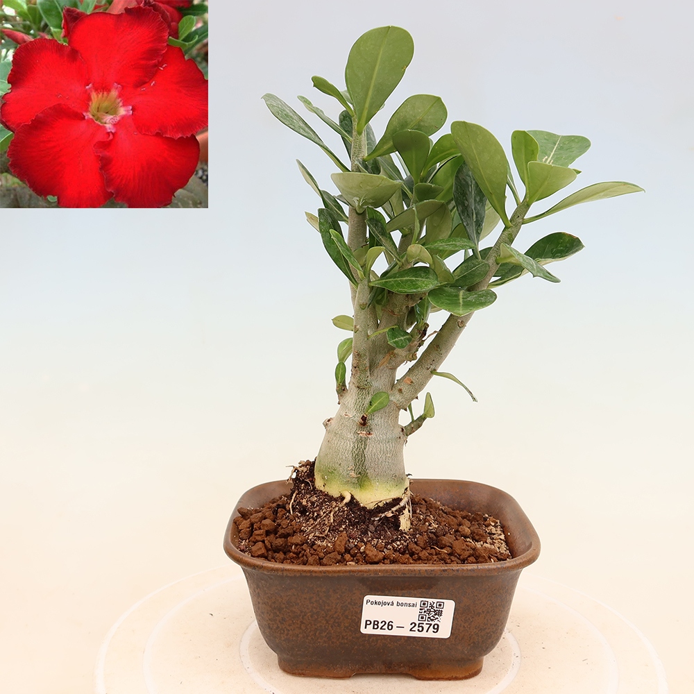Bonsai da interno - Adenium obesum Red Star - Rosa del deserto