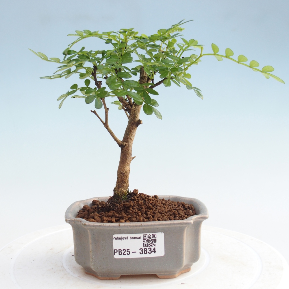 Camera bonsai - Zantoxylum piperitum - Albero del pepe 