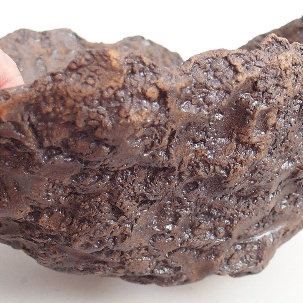 Conchiglia in ceramica 19 x 16 x 14 cm , colore marrone