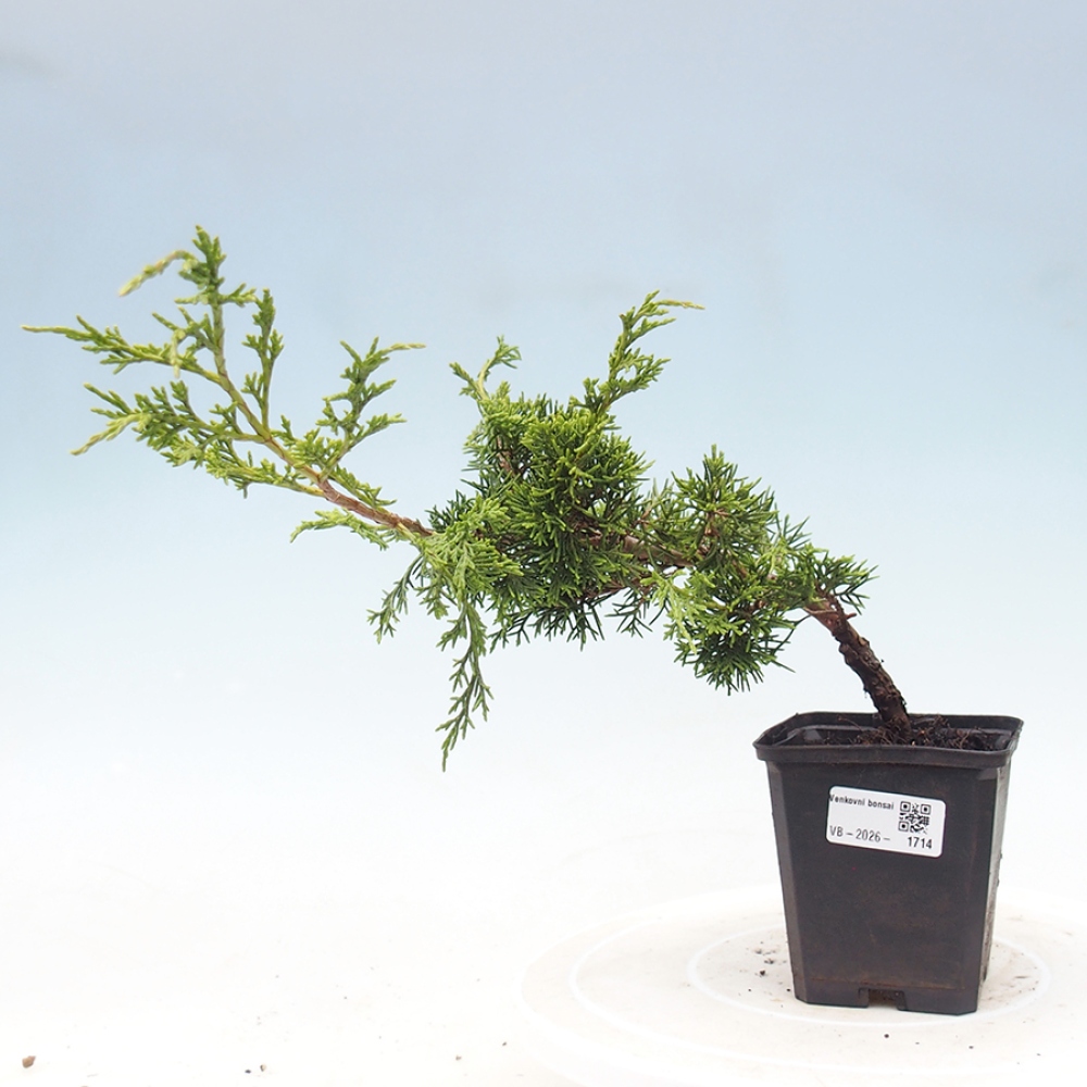 Bonsai da esterno - Juniperus chinensis Itoigawa