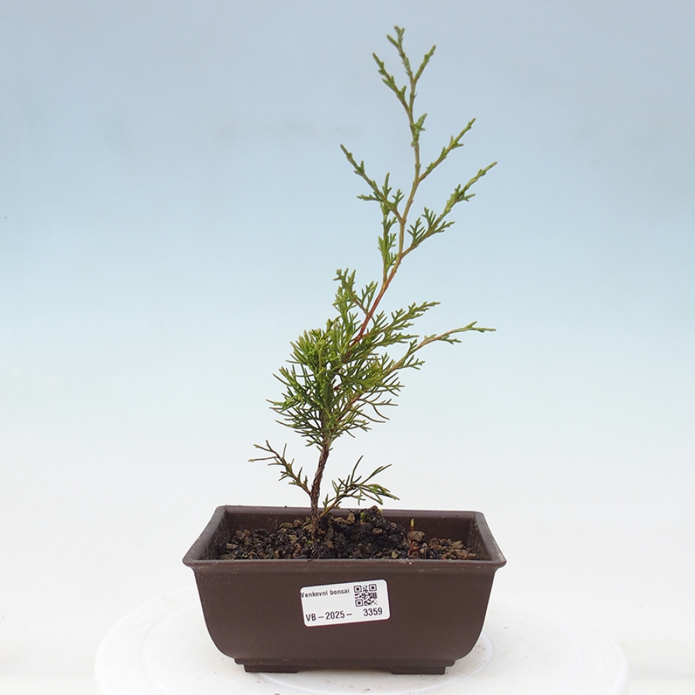 Bonsai da esterno - Juniperus chinensis Itoigawa