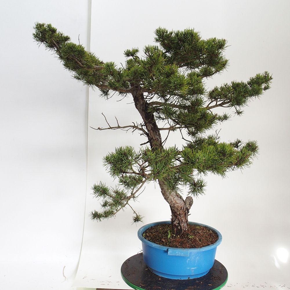 Yamadori - Pinus sylvestris Spagna