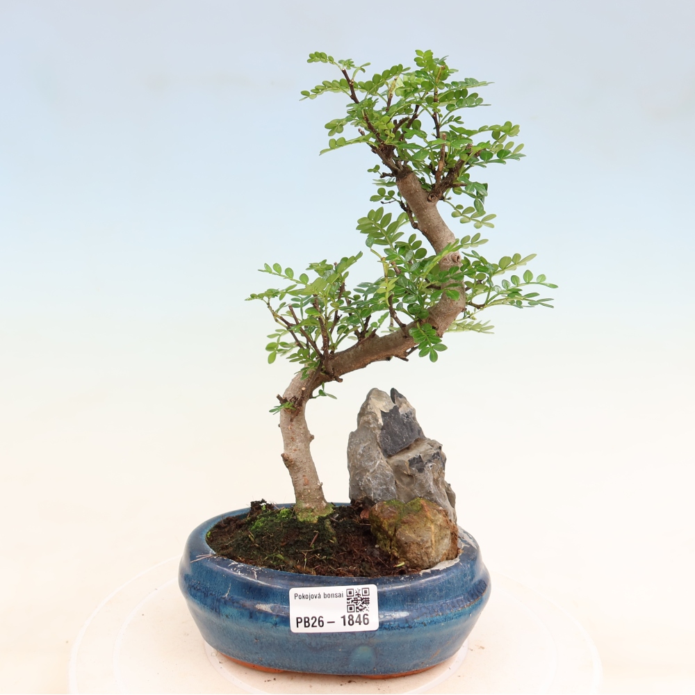 Camera bonsai - Zantoxylum piperitum - albero del pepe
