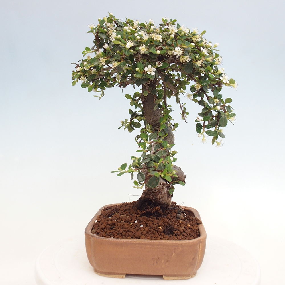 Bonsai da esterno - Cotoneaster dammeri - Roccia di Damer