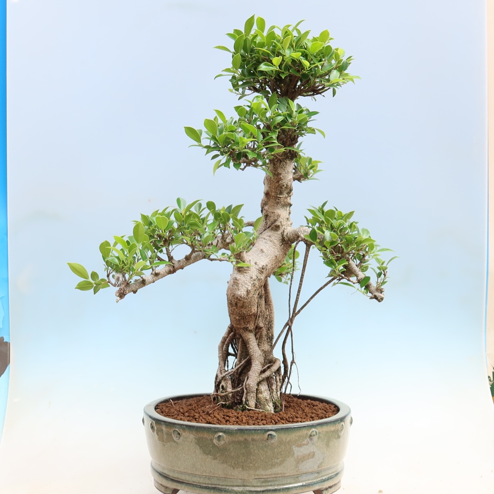 Camera bonsai - Ficus kimmen - ficus a foglie piccole