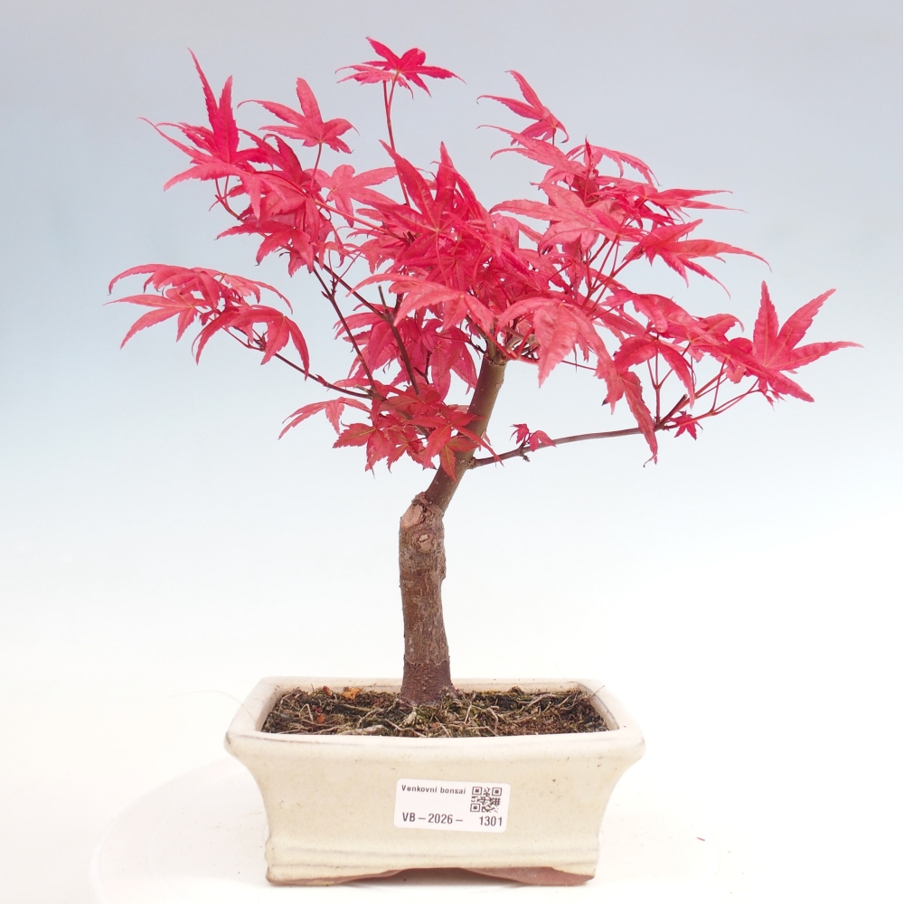 Bonsai da esterno - Acer palmatum DESHOJO