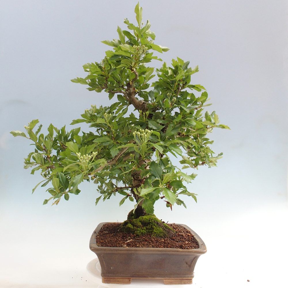 Bonsai da esterno - Biancospino - Crataegus cuneata