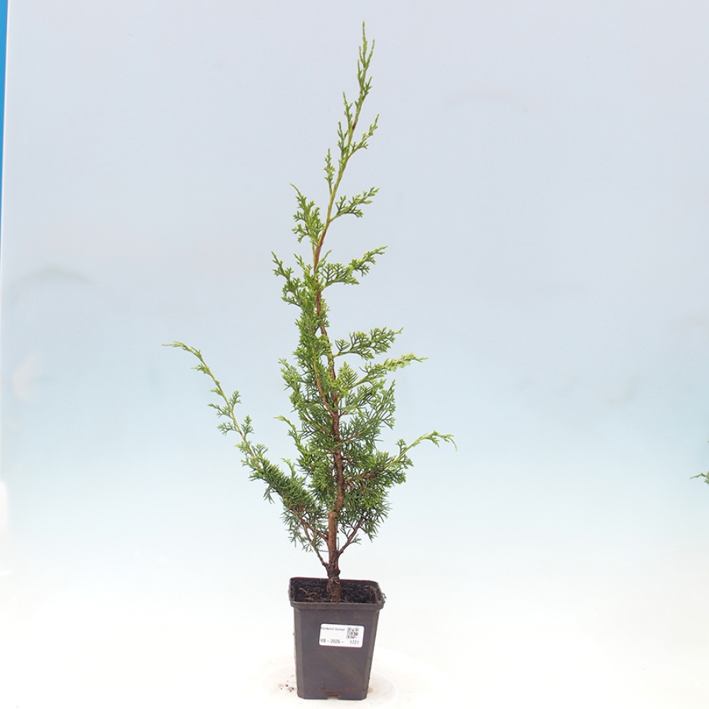 Bonsai da esterno - Juniperus chinensis Itoigawa