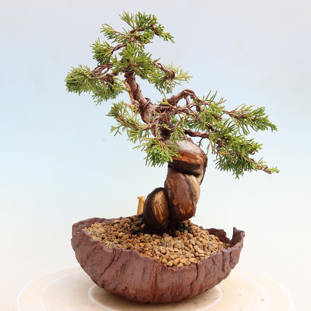 Bonsai da esterno - Juniperus chinensis Itoigawa-Juniperus chinensis
