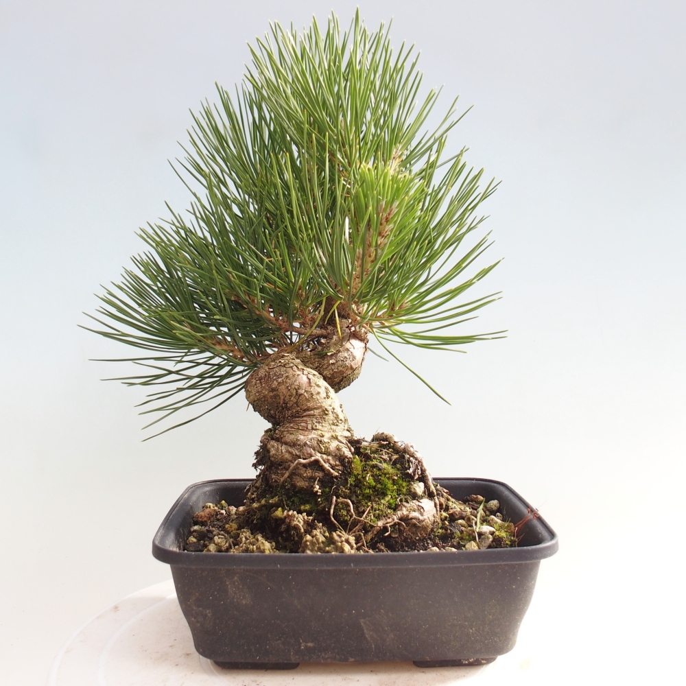 Bonsai da esterno - Pinus thunbergii - Pino di Thunberg