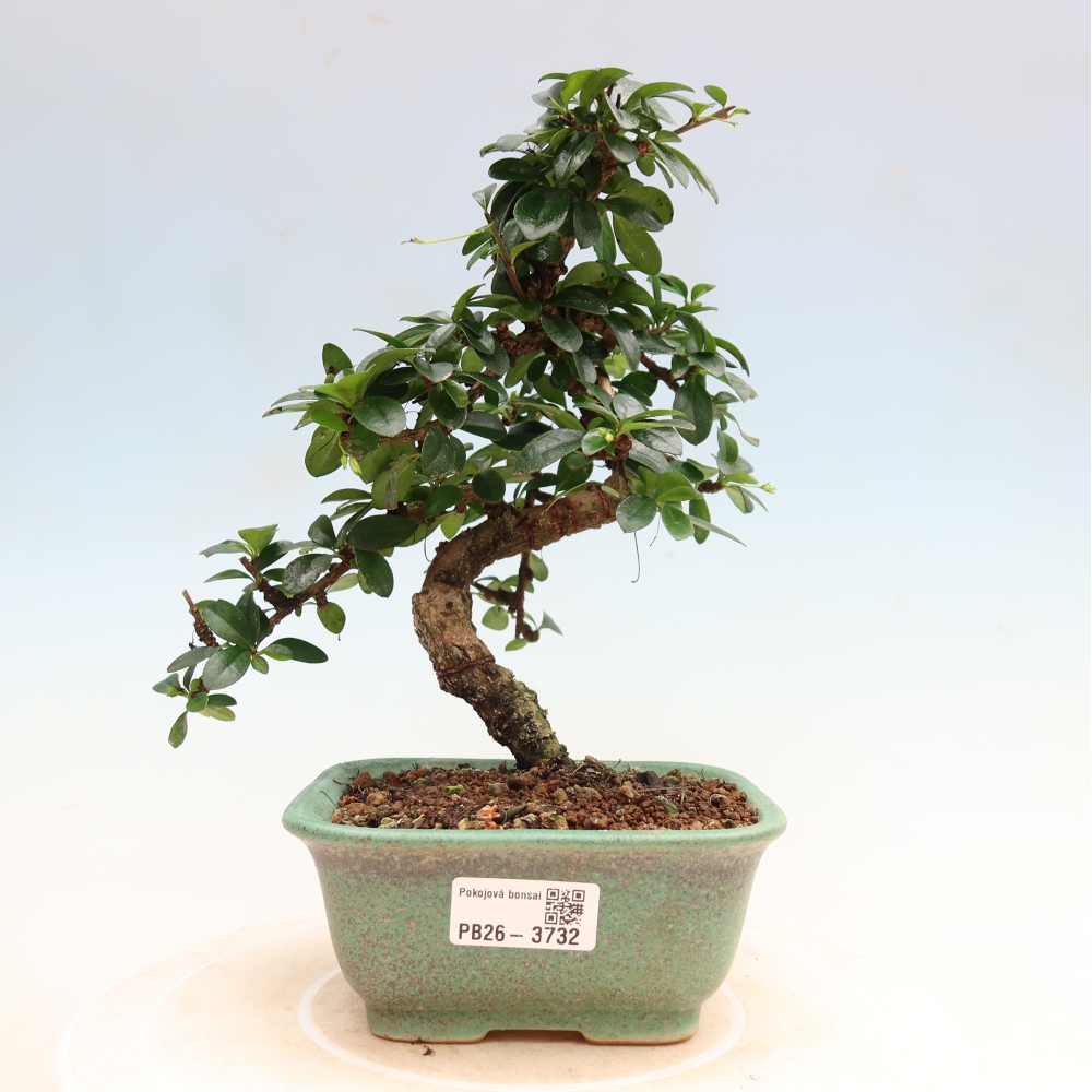 Camera bonsai - Carmona macrophylla - Tea fuki