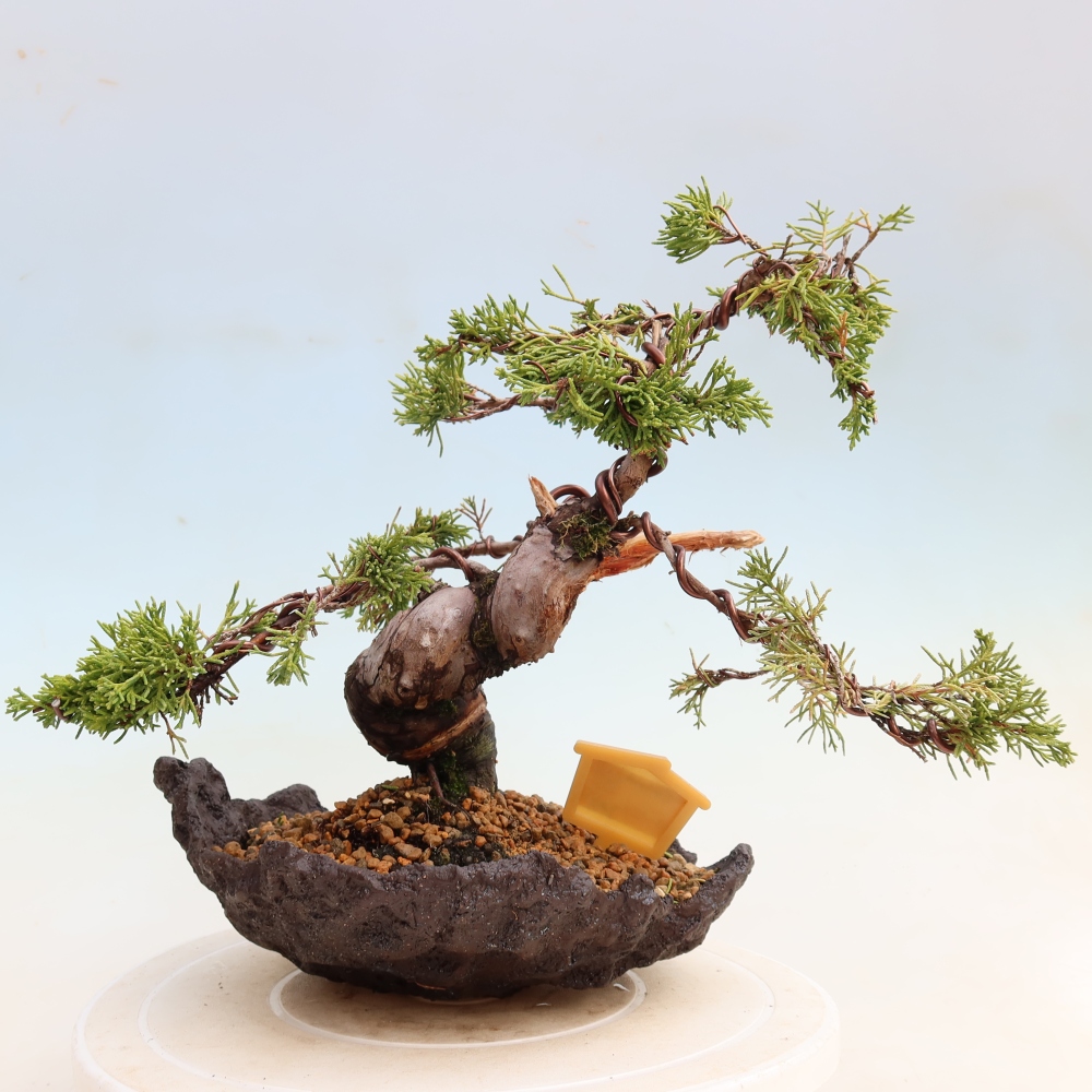 Bonsai da esterno - Juniperus chinensis Itoigawa-Juniperus chinensis