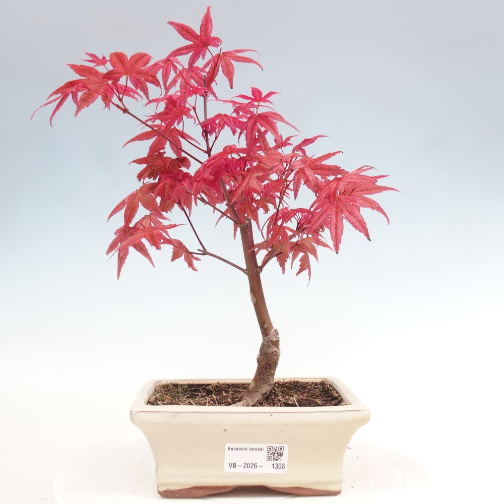 Bonsai da esterno - Acer palmatum DESHOJO