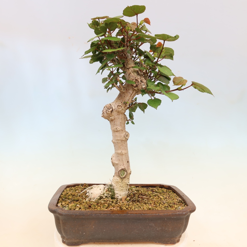 Bonsai da interno - Hibiscus tiliaceus - Ibisco marino