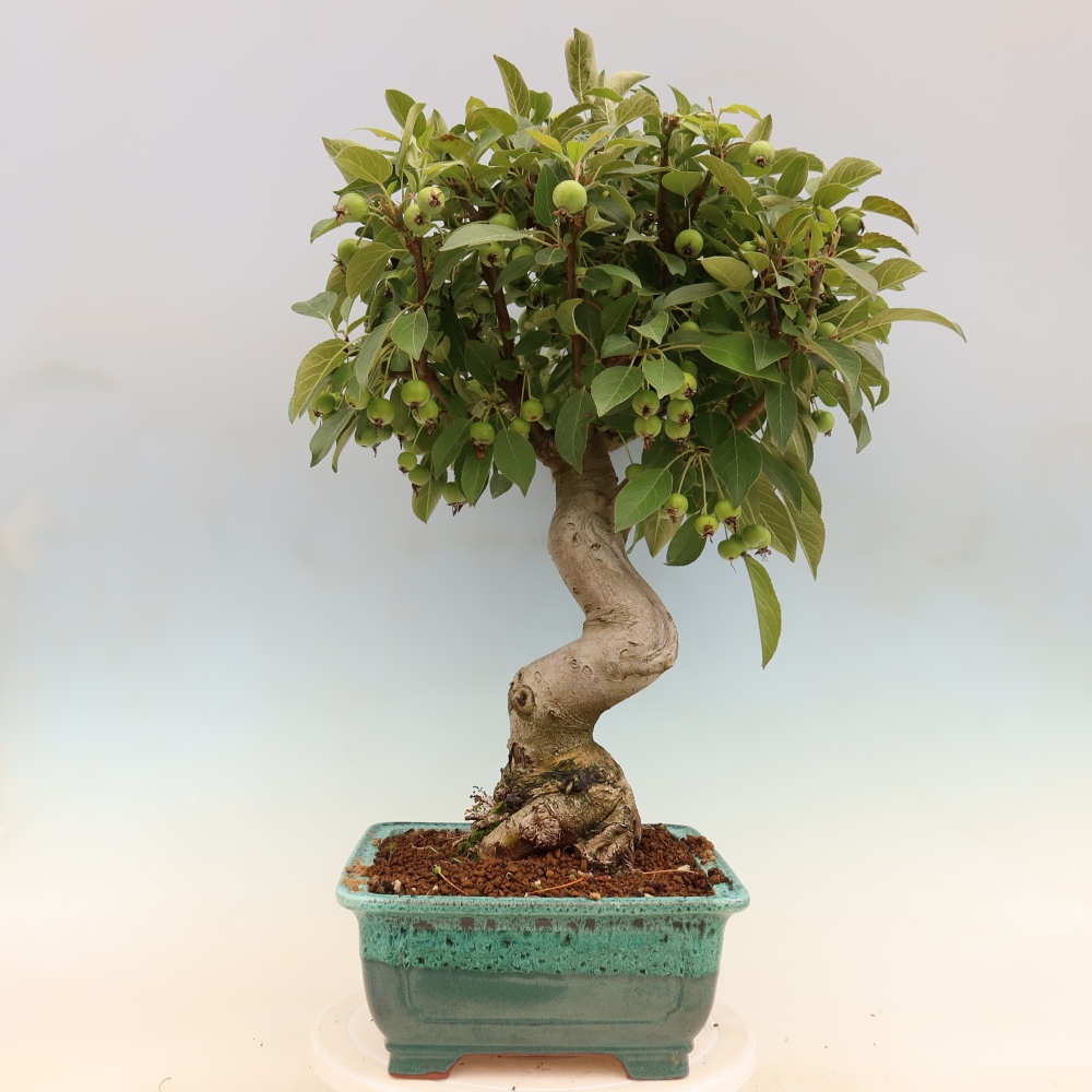 Bonsai da esterno -Malus halliana - Melo a frutto piccolo