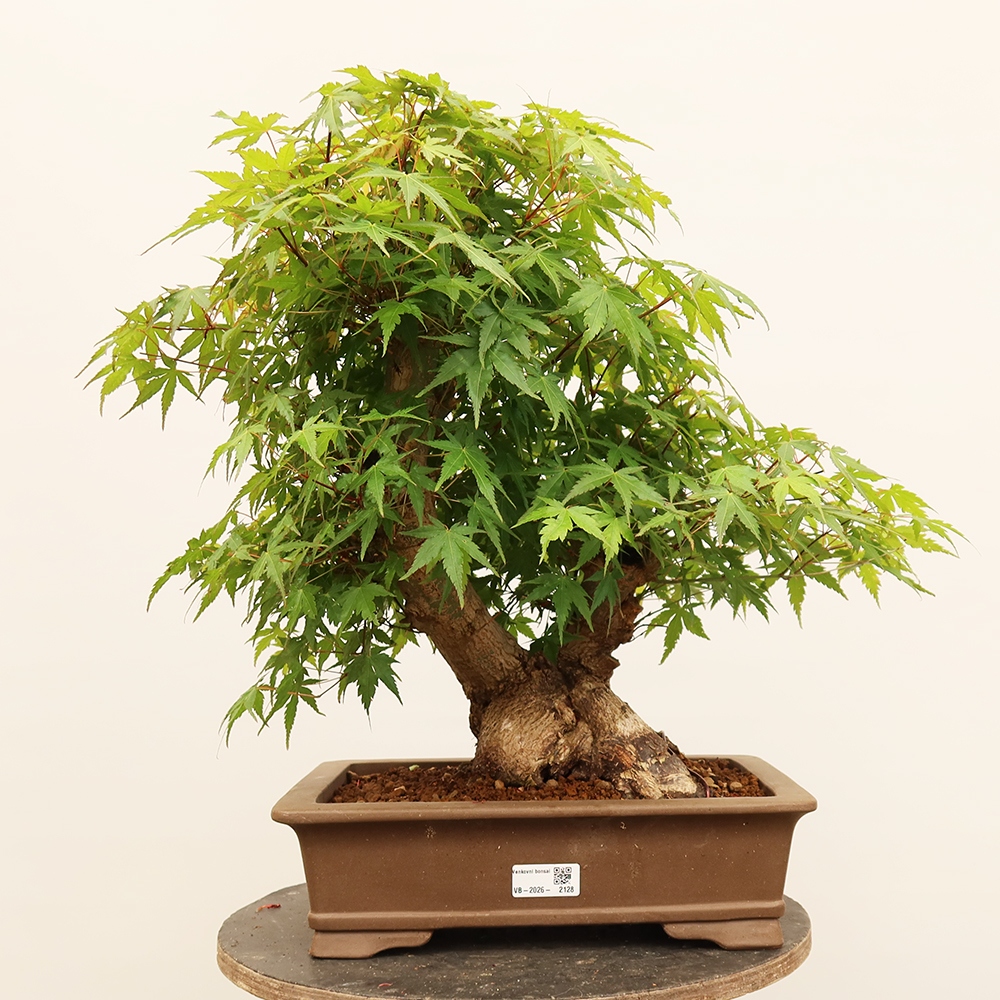 Bonsai da esterno - Acero palmatum - Palme