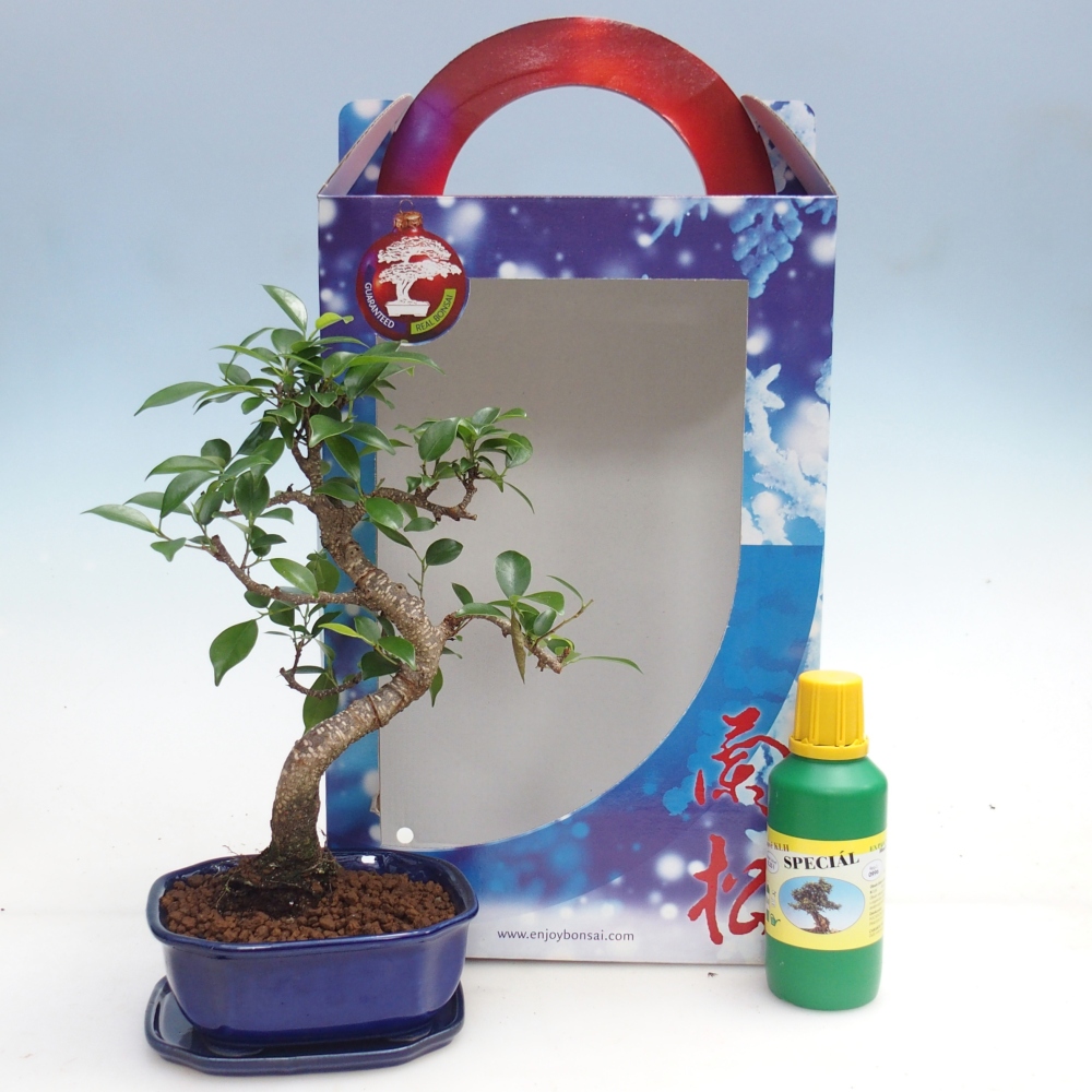 Bonsai da camera in confezione regalo Ficus retusa - Ficus a foglie piccole