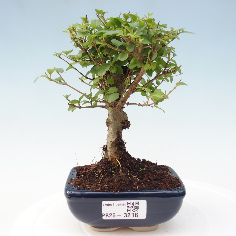 Camera bonsai -Ligustrum chinensis - Becco d'uccello