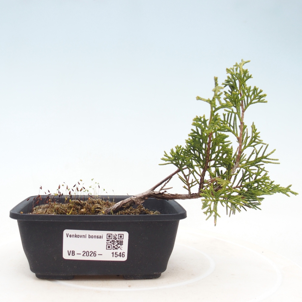 Bonsai da esterno - Juniperus chinensis Itoigawa