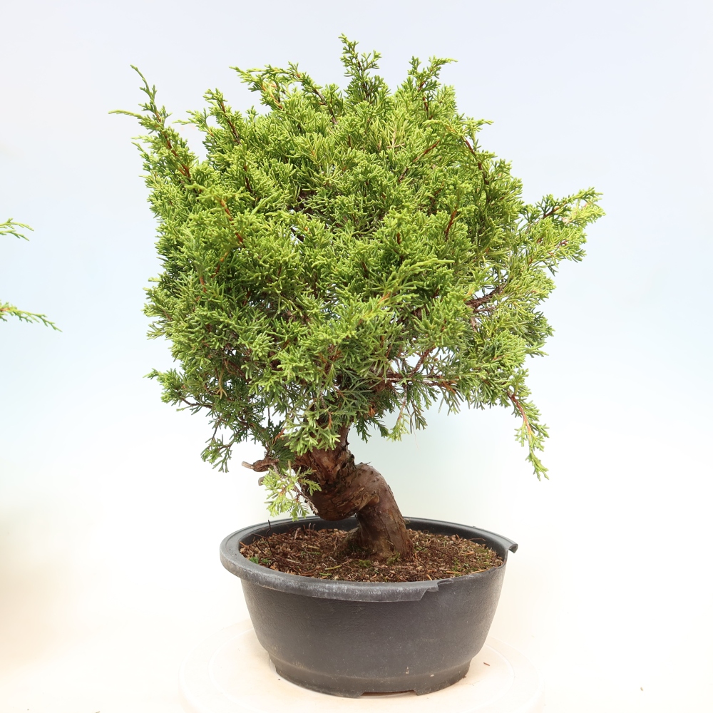 Bonsai da esterno - Juniperus chinensis Itoigawa-Juniperus chinensis
