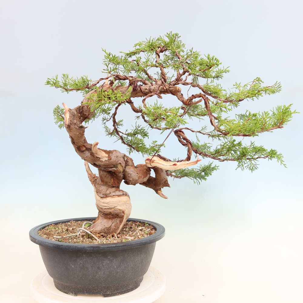 Bonsai da esterno - Juniperus chinensis Itoigawa-Juniperus chinensis