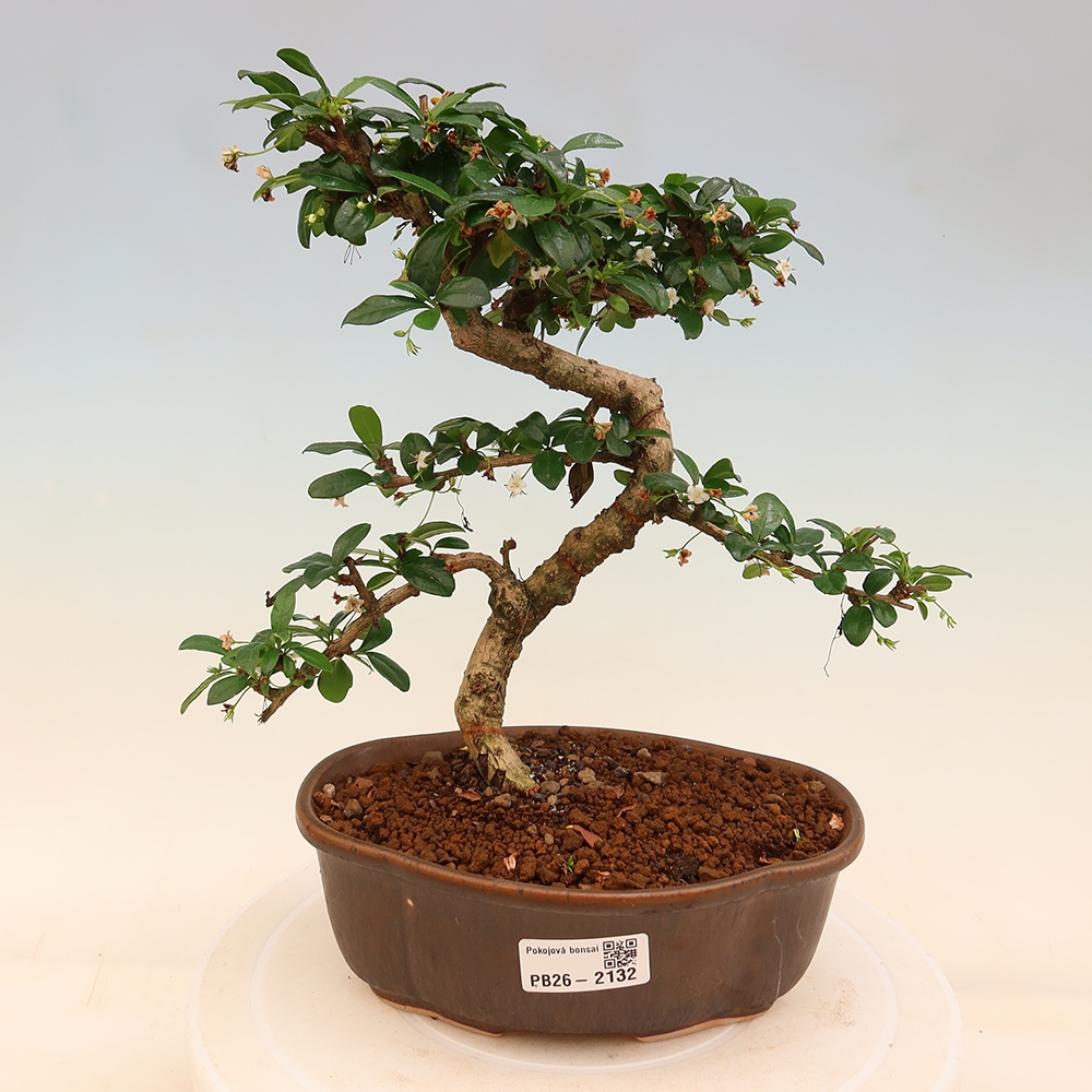 Camera bonsai - Carmona macrophylla - Tea fuki