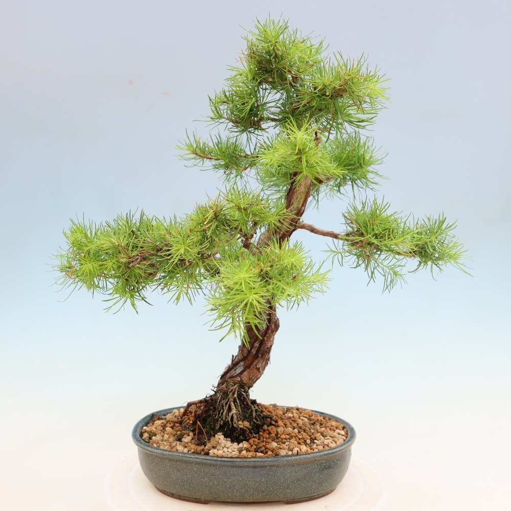 Bonsai da esterno -Larix decidua - Larice