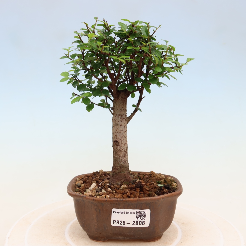 Camera bonsai - Ulmus parvifolia - Olmo a foglie piccole
