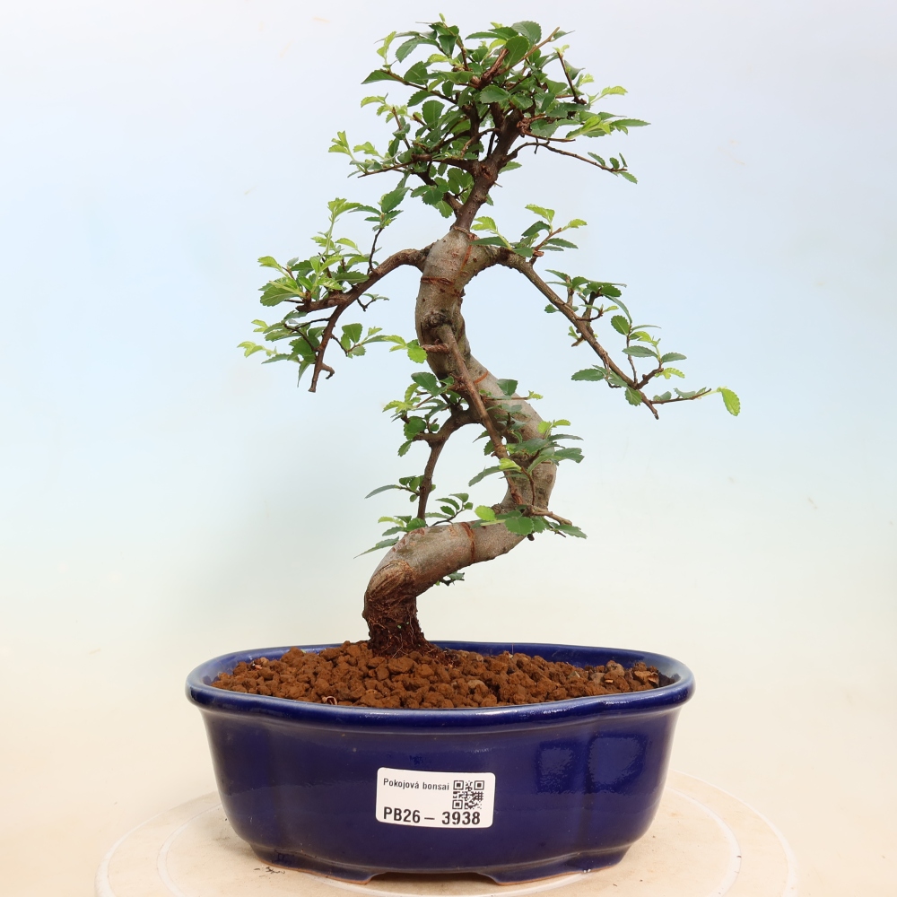 Camera bonsai - Ulmus parvifolia - Olmo a foglie piccole