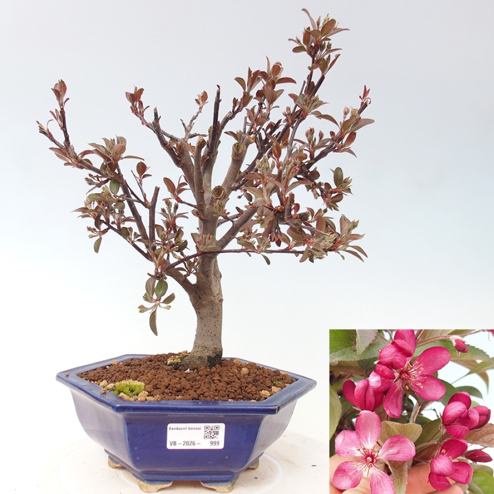 Bonsai da esterno -Malus domestica - Melo a piccoli frutti a foglie rosse
