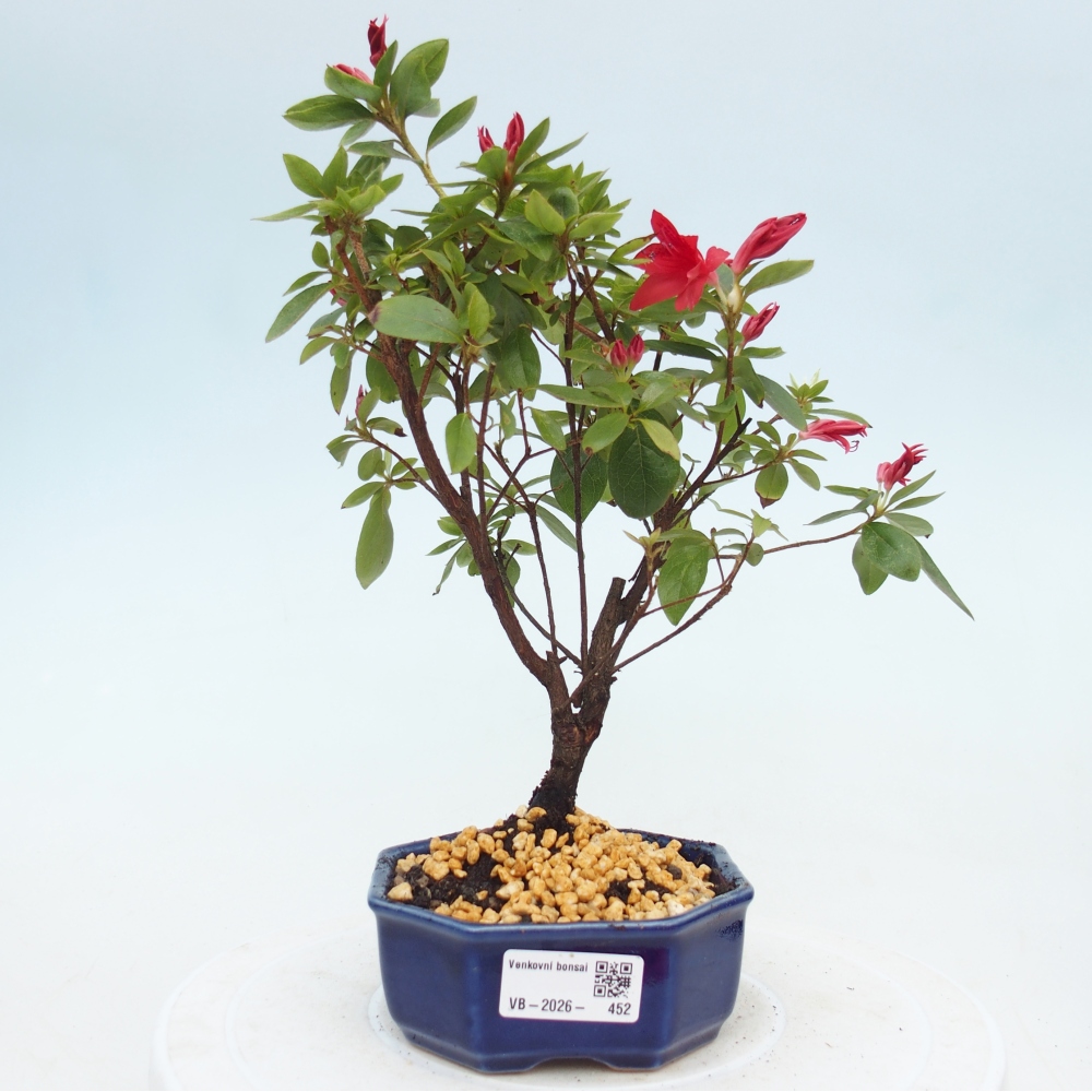 Bonsai da esterno - Azalea giapponese - Azalea sp.