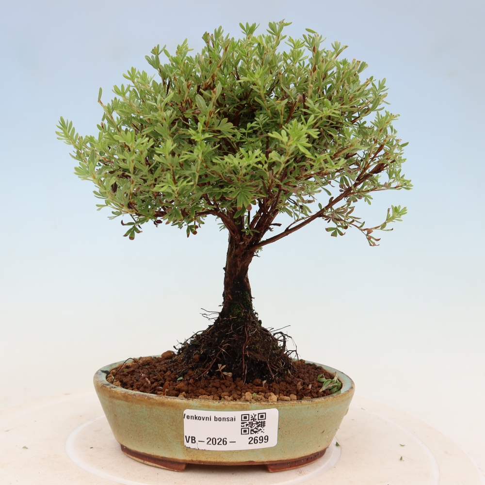Bonsai da esterno - Potentilla fruticosa - Goldkissen