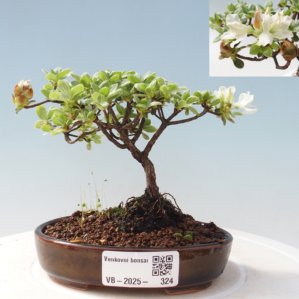 Bonsai da esterno - Rhododendron indicum - Azalea giapponese
