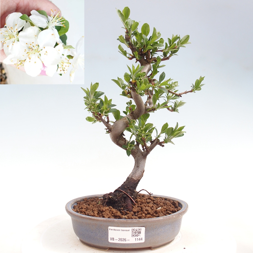 Bonsai da esterno - Malus sargentii - Melo a frutto piccolo