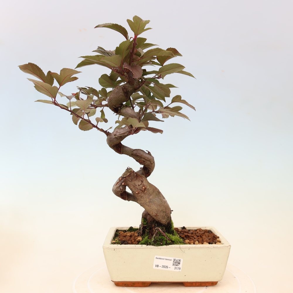 Bonsai da esterno -Malus domestica - Melo a piccoli frutti a foglie rosse
