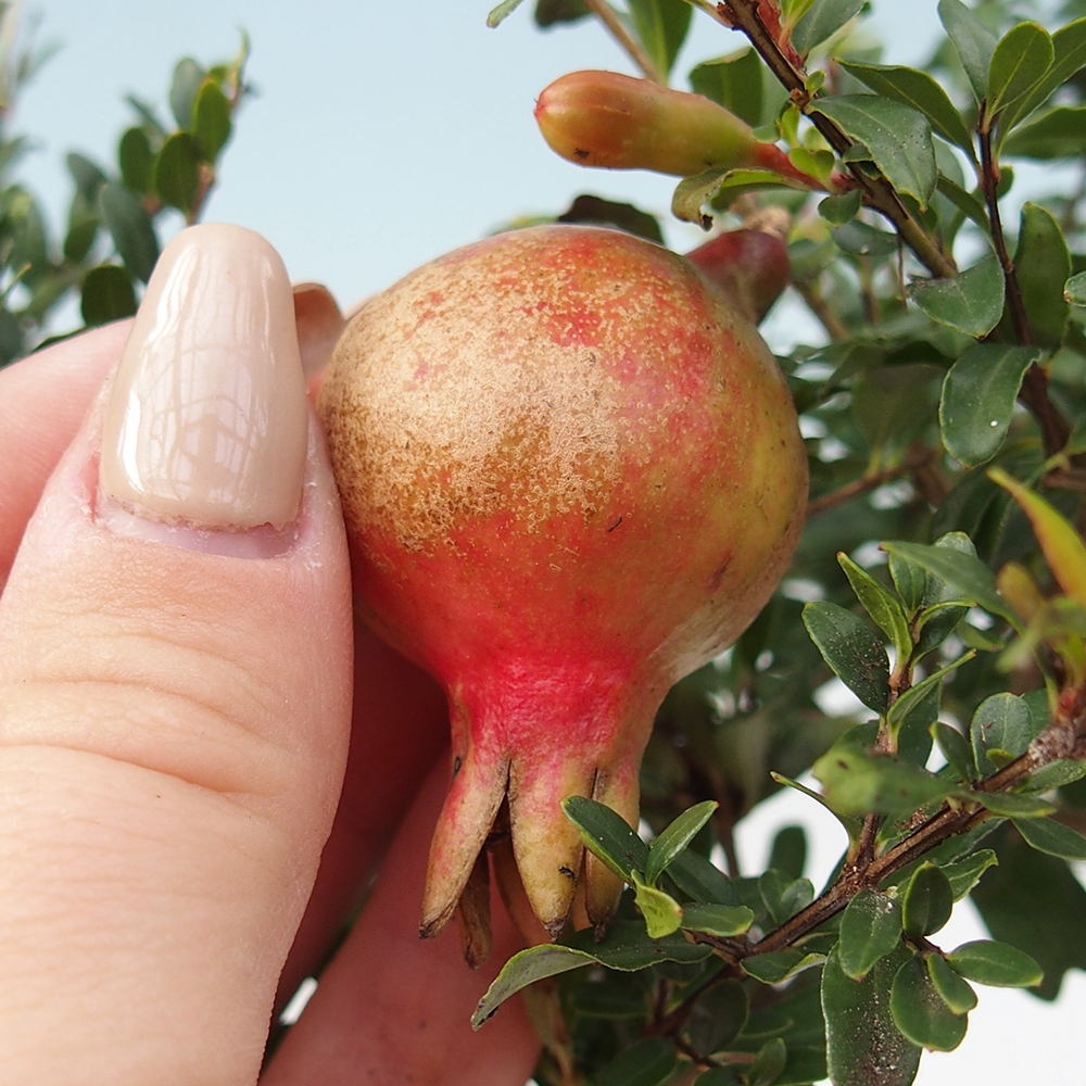 Camera bonsai-PUNICA granatum nana-Mela granata