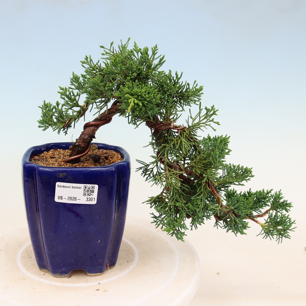 Bonsai da esterno - Juniperus chinensis Kishu