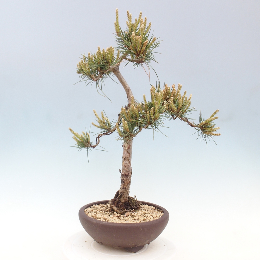 Bonsai da esterno - Pinus Sylvestris Watererri - Pino silvestre